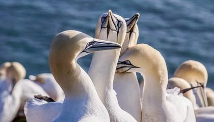 爱游戏综合娱乐-韩媒：伊朗雪地传控强到让韩国队迷失方向，伊朗暴雪