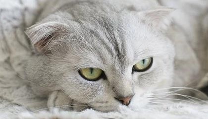 爱游戏综合娱乐-韩媒：伊朗雪地传控强到让韩国队迷失方向，伊朗暴雪